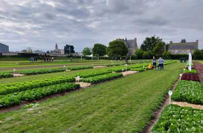 Plateforme laitues plein champ