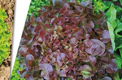 Nouveautés laitues plein champ