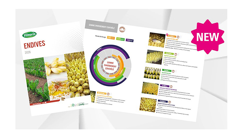 Brochure endive