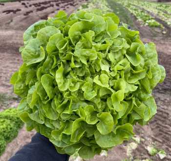 Feuille de chêne quice