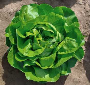 Laitue pommée djibouti