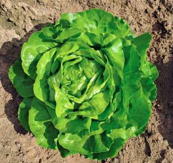 Laitue pommée antipasti