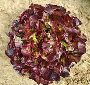 feuille de chêne rouge gwendoline