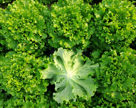 Batavia d'abri antivole