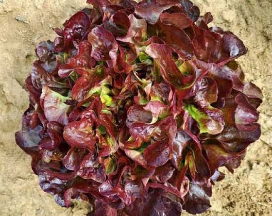 feuille de chêne rouge gwendoline